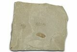 Fossil Samara (Winged Seed) - Green River Formation, Utah #368761-1